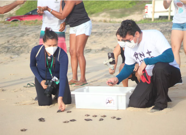 Projeto Tamar solta 50 filhotes de tartarugas em praia do litoral Sul do RN