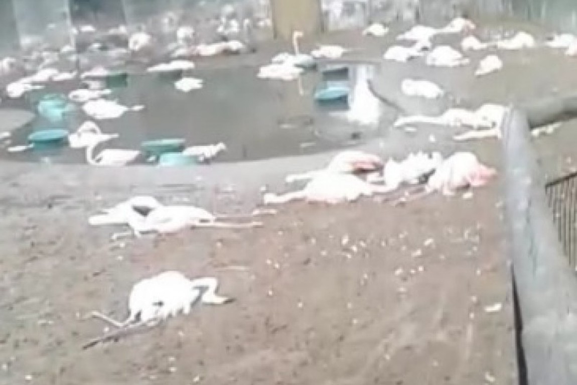 [VÍDEO] Onças invadem Parque das Aves e matam mais de 170 flamingos