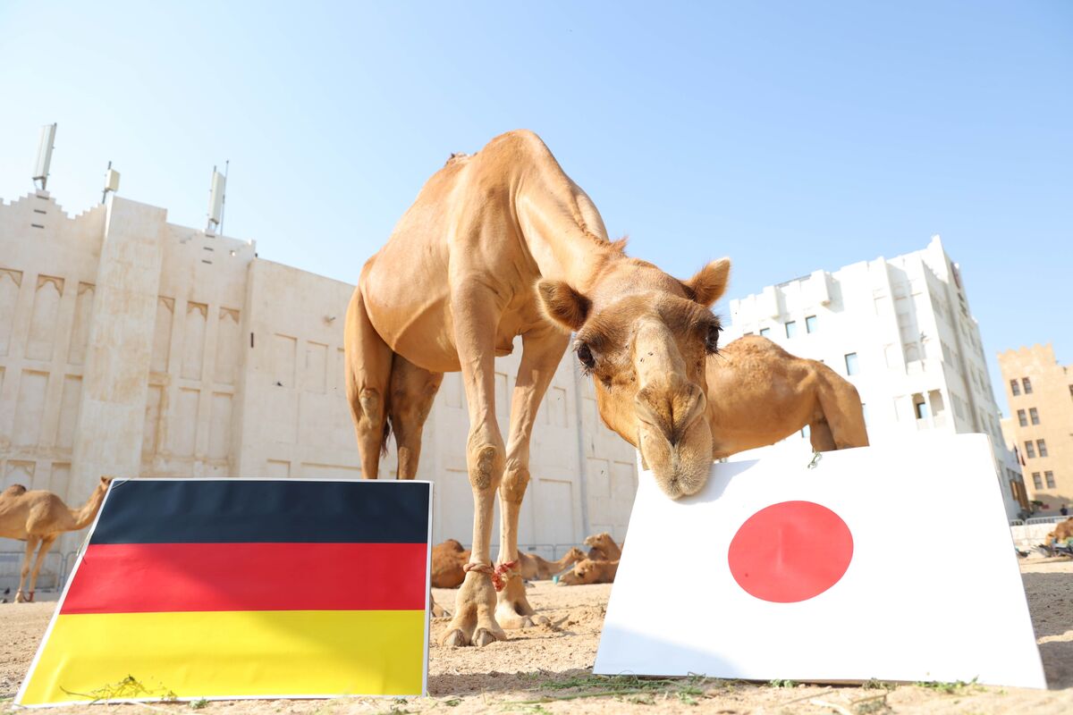 Camelo vidente prevê vitória inesperada do Japão contra Alemanha