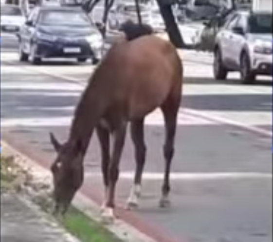 Cavalo solto na Prudente de Morais atrapalha trânsito e assusta motoristas