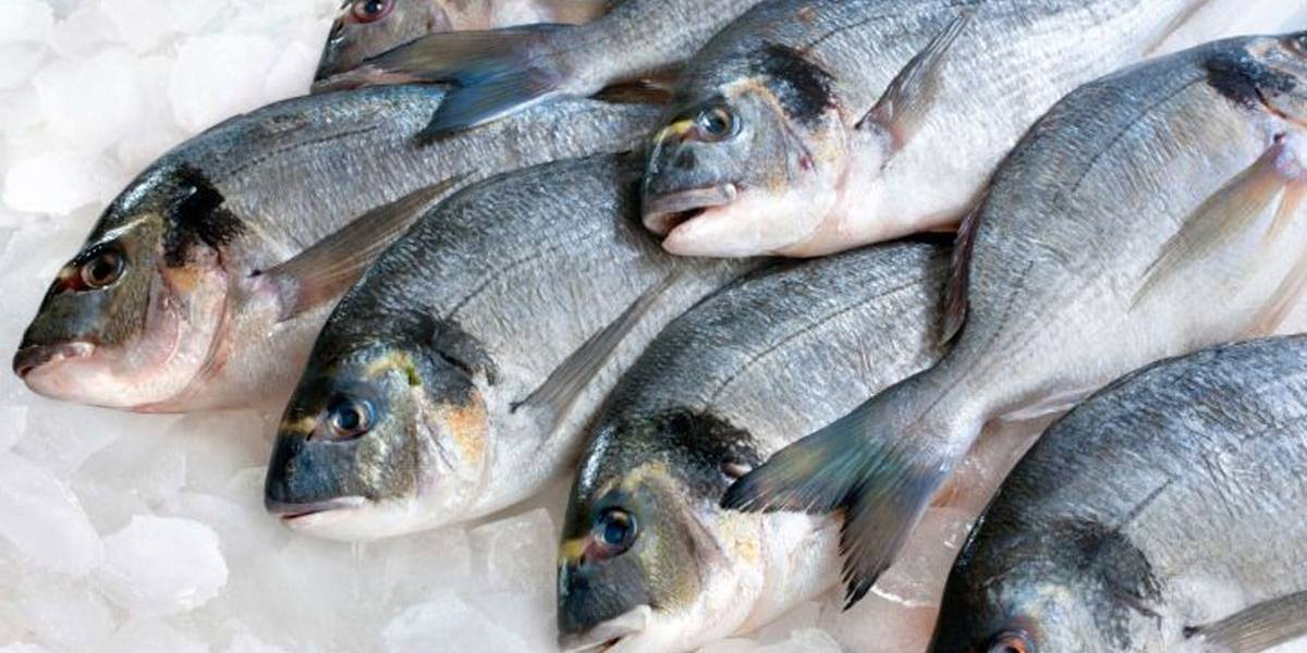 Procon registra aumento de até 16% no preço dos pescados para a Semana Santa em Natal