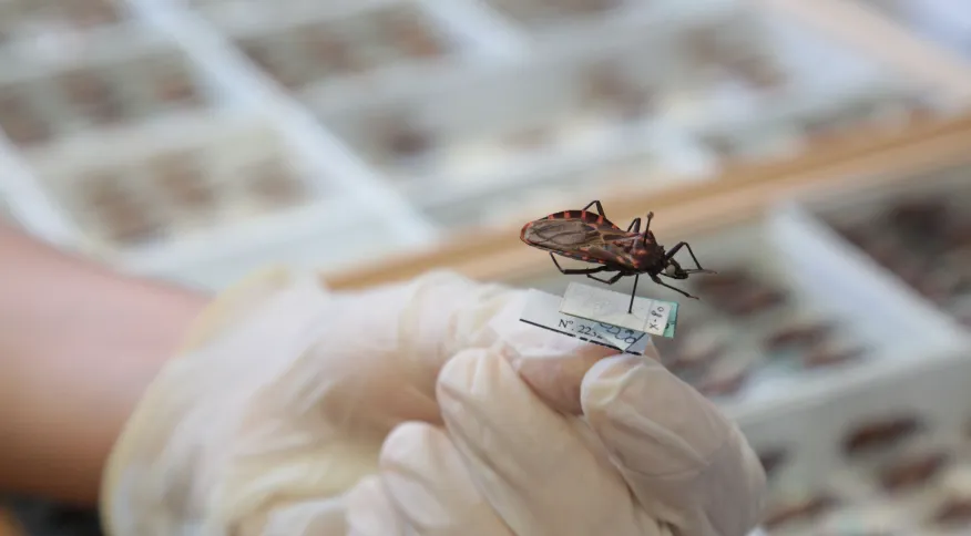 Silenciosa e negligenciada, doença de Chagas atinge mais de 1 milhão de brasileiros