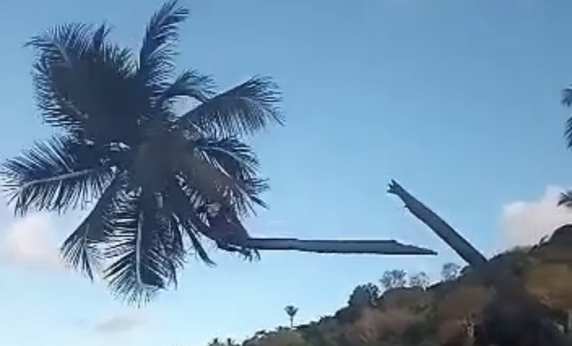 [VÍDEO] ‘Coqueiro torto’ quebra e homem despenca na Praia de Pipa