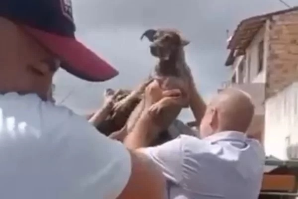 Cães são resgatados em situação de desnutrição e canibalismo