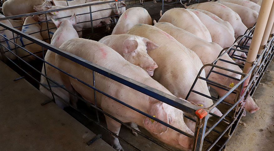 No 3º trimestre, abate de suínos é recorde da série histórica