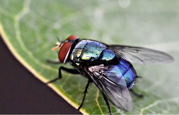 Moscas são atraídas pela cor azul; pesquisadores descobriram o porquê