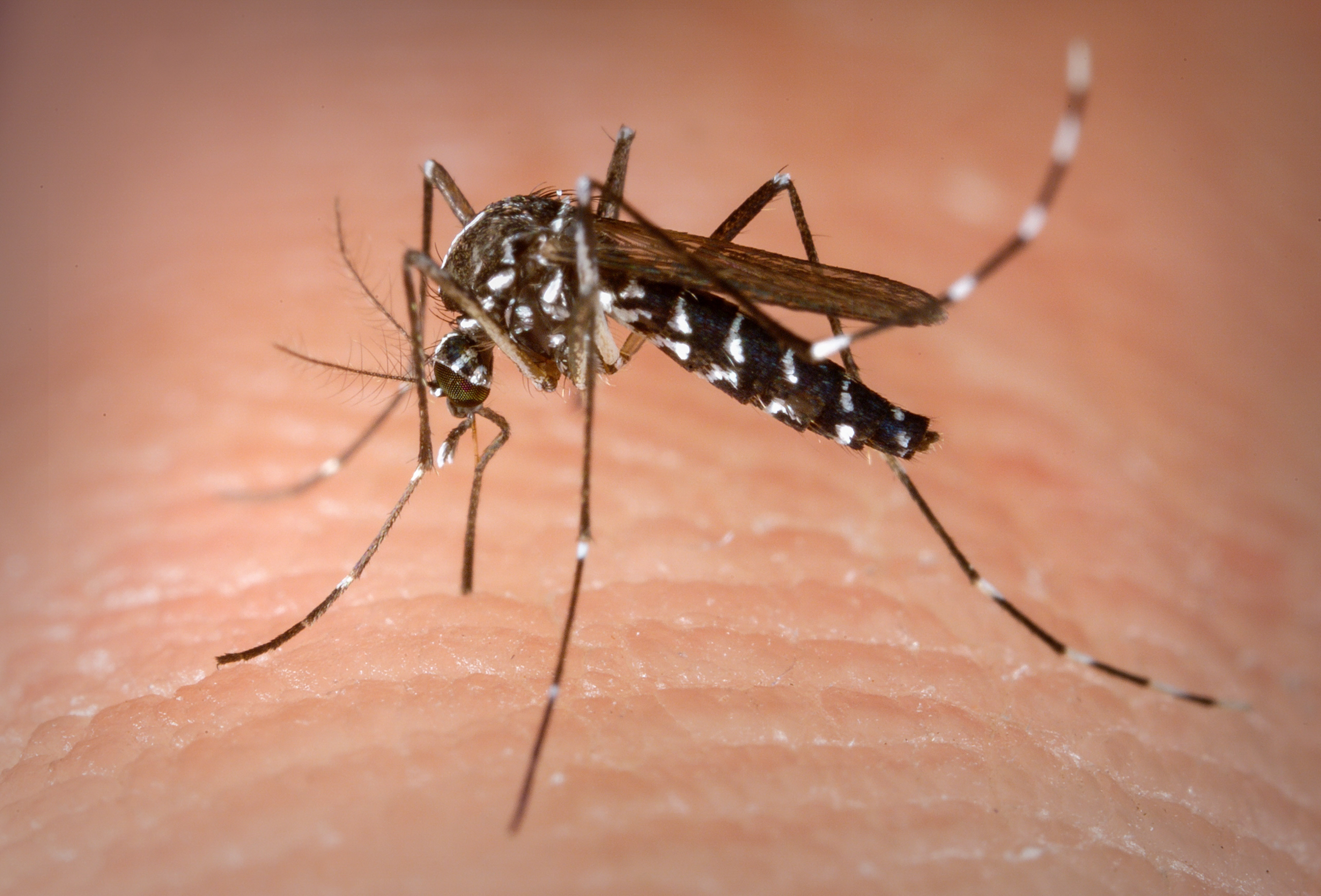 Número de casos de dengue no RN despenca 70%; Sesap reforça cuidados