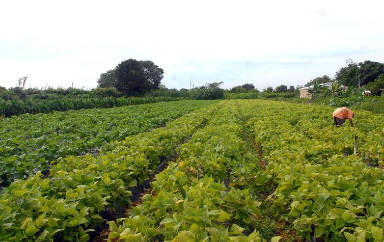 Agricultores do RN e de outros estados do Nordeste devem receber Garantia-Safra neste mês